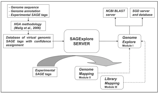 Figure 1. Layout and ﬂowchart of the SAGExplore server. The core of the server is a MySQL database of virtual genomic SAGE tags with conﬁdence assignments that was generated by the HGA methodology and it has been recently described in detail (2)
