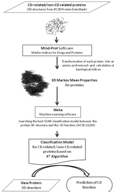 Fig.  1. The  flow  chart  of  the  methodology  of  using  3D  Markov  mean  properties  for  proteins  and  Machine  Learning  technologies  to  obtain  a   CD-related/non-CD-related protein classification model