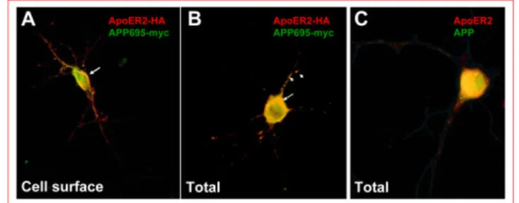 Table I). To confirm that this effect was due to ApoER2 expression, cells from parallel experiments were lysed and proteins were analyzed for steady state ApoER2 and APP expression by Western blot (Fig