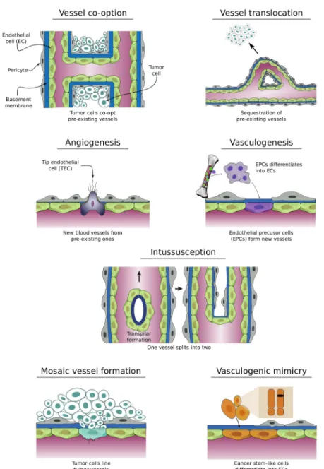 Figure 1.11. Mechanisms of tumor neovascularization. Tumor cells may gain access to blood vessels using different mechanisms and usually through a combination of them