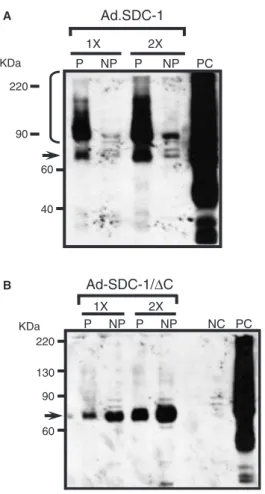 Figure 5B shows no evidence of apoptotic internucleo- internucleo-somal DNA fragmentation (DNA ladder) or unspecific DNA degradation, discarding massive apoptosis or necrosis in both SDC-1 and SDC-1/DC overexpressing mice as it was suggested by histopathol
