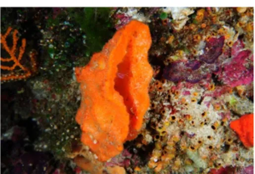 Figura 1: Imagen del organismo marino de partida, Axinyssa. 