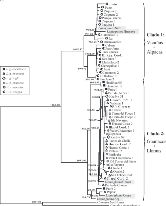 Fig. 3: Árbol de distancia (Neighbour-Joining) representando las relaciones filogenéticas de camé- camé-lidos sudamericanos basados en las secuencias del gen citocromo b (Modelo HKY+G)