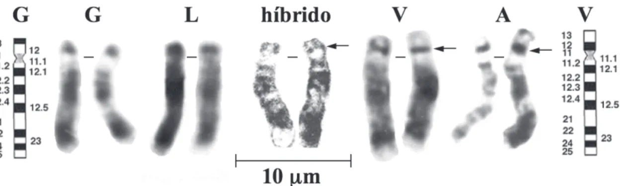 Fig. 2: Bandas G en el par cromosómico 1 de camélidos sudamericanos. Al centro par 1 de híbrido guanaco x alpaca; la flecha marca la banda proximal oscura 1p12, presente en alpaca y vicuña