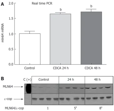 Figure	6  Effect of a 2% CDCA diet on hepatic MLN64 mRNA and protein levels  in mice. Mice were fed with a 2% CDCA diet for 1 or 2 d