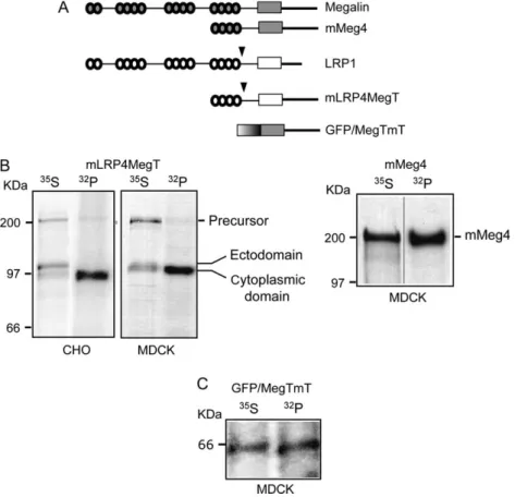 Figure 3: Distribution of phosphorylated megalin in lipid rafts. BN cells were metabolically labeled with [ 35 S] cysteine or with [ 32 P] orthophosphate followed by cell lysis in 20 m M CHAPS at 48C