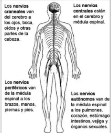 Figura 3. Sistema Nervioso. 