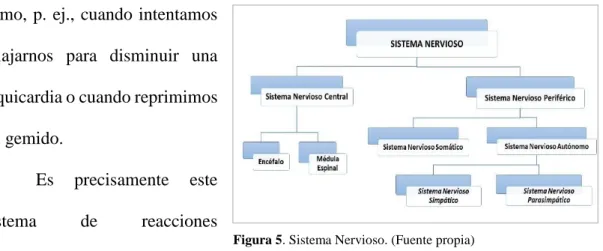 Figura 5. Sistema Nervioso. (Fuente propia)