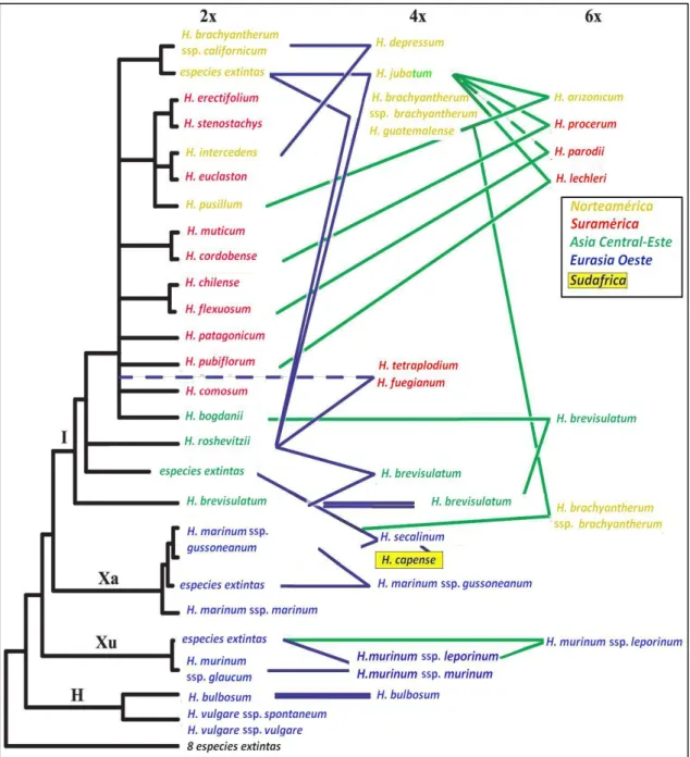 Figura  1.4.  Esquema  de  las  supuestas  relaciones  filogenéticas  de  los  diferentes  citotipos  existente  en  el  género Hordeum, modificado de Brassac et al