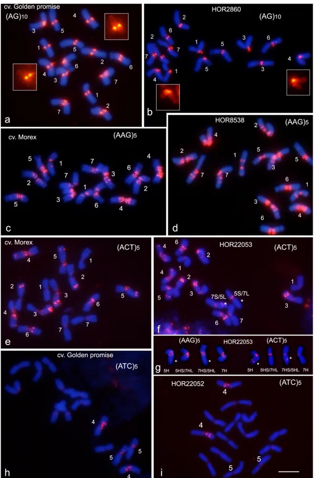 Figura  4.1.  Metafases  de  algunas  variedades  de  H.  vulgare  ssp.  vulgare  (izquierda)  y  accesiones  de  la  ssp