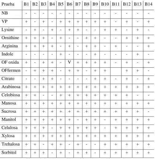 Tabla 17: Medios utilizados para las  pruebas bioquímicas y resultados obtenidos. 