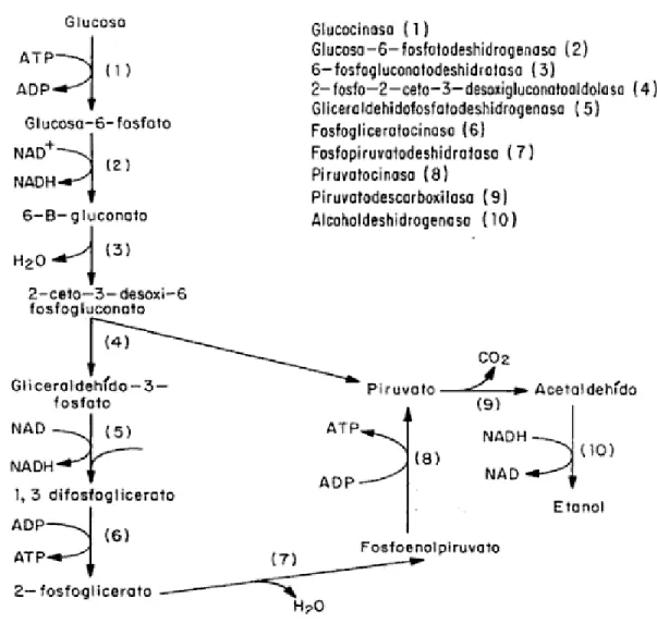 Figura 1. Vía metabólica de degradación  de sustrato de Entner-Doudoroff 