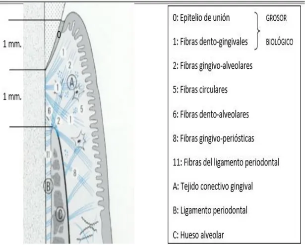 Ilustración 6 Grosor Biológico. Tomado de Atlas Of Periodontology 