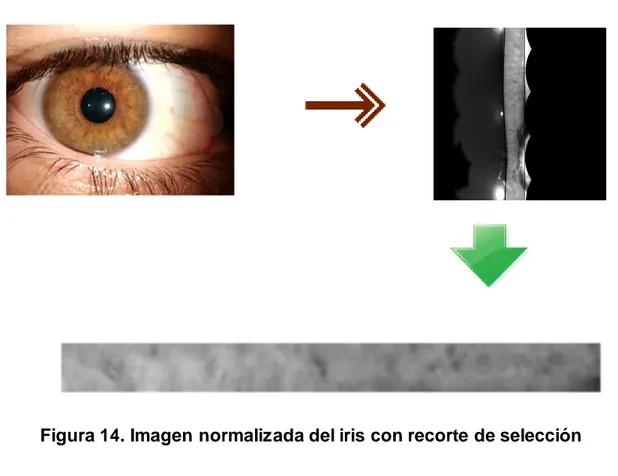 Figura 14. Imagen normalizada del iris con recorte de selección 