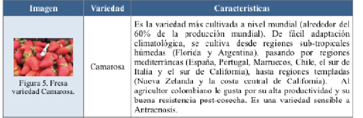 Fig 21. Características tipo de fresa 
