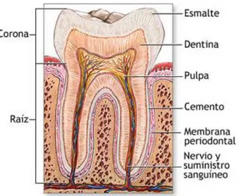 Figure 8: Partes del diente, vista en corte. Fuente: Imagen extraída de Google. Autor  desconocido, https://cienciasteorias.blogspot.com/2015/05/sistema-digestivo.html 