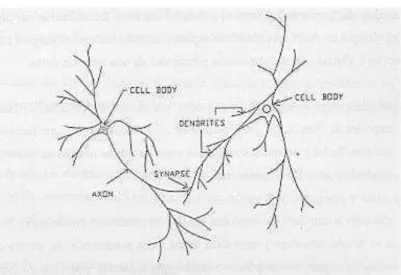 Figura 2. Partes de una Neurona 