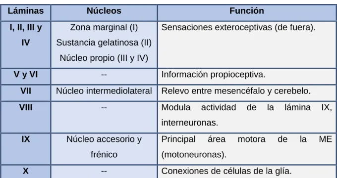 Tabla 1.3. Funciones de las láminas y núcleos del asta posterior. 