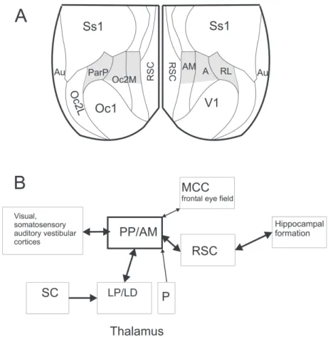 Figure 1: Schematic illustration of the layout and principal connections of the posterior parietal association cortex of rats