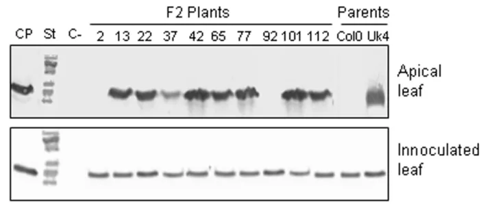 Table 2: Genetic analysis of the delay in systemic movement of TMV-U1 in Col-0
