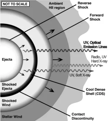 Fig. 7.— Idealized one-dimensional cartoon of a SN and its shocks, along with the stellar wind established CSM, and in the case of SN 1996cr a more distant H ii region the SN is likely to be surrounded by