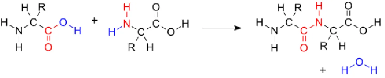 Figura 1. Reacción de condensación entre dos aminoácidos para generar un enlace peptídico [9].