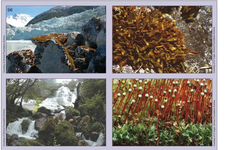 Figure  2. (a) Mosses and lichens are important pioneer species colonizing bare rocks on glacial moraines, as seen along the Beagle Channel in the Cape Horn Biosphere Reserve (CHBR)