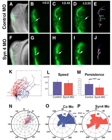 Fig. 5. Syn4 controls the persistence of NC migration. A