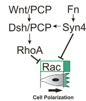Fig. 10. Model of NC polarization by Wnt/PCP and Syn4. Non- Non-canonical Wnt signaling (Wnt/Dsh/PCP) activates RhoA, which in turn inhibits Rac activity, whereas Syn4 (activated by Fibronectin, Fn) inhibits Rac activity directly