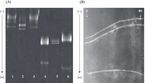 Fig. 2: (A) DGGE of ITS-b region PCR products from six cloned sequences of cyanobacterial strains:  Prochlorococcus  MED4 (lane 1), Prochlorococcus  SS120  (lane 2), Prochlorococcus  SB (lane 3), Synechococcus WH8103 (lane 4), Synechococcus WH7803 (lane 5)