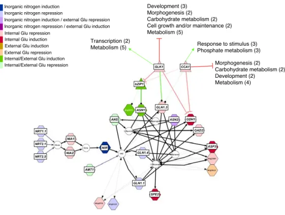 Fig. 1. Network analysis of genes regulated by organic N suggests that CCA1 control N-assimilation in plants