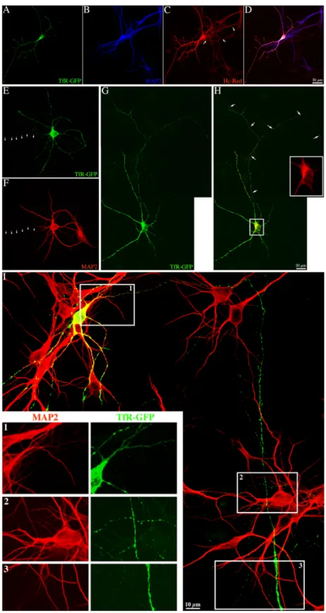 Figure 3. Expression of PKD1-KD alters the intracellular distribution of TfR-GFP. A–D, Confocal images showing the distribu- distribu-tion of TfR-GFP and MAP2 in an 8 d.i.v