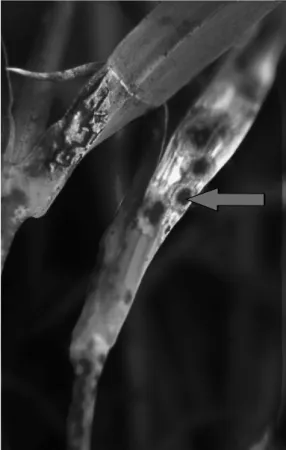 Figure 1. Carnation fairy-ring leaf spot caused by Cladospo- Cladospo-rium echinulatum