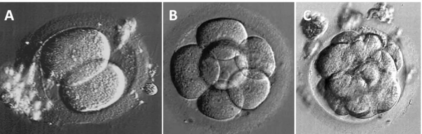 Figura I12. Estadio  embrionario  de  2  días  con  dos  blastómeros  (A);  estadio  embrionario  de  3  días  con  8  blastómeros  (B);  estadio  de  mórula,  tras  la  compactación  (C)