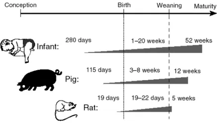 Figure 2. Progression of gastrointestinal maturation in three different species. In farm animals (e.g., pigs), GIT maturational  changes occur mainly from shortly before birth to just after weaning