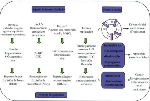 Figura  3.  Datkl en el ADN, mecanismos de repatación y consecuencias. Abreviaturas: cis-Pt  y  MMC', cis platina  y  mitomicina C, respectivamente (agentes de entrecruzamiento del ADN); (ó-4)PP y CPD, 6-4 fotopruducto y dímero dc  pirimidina ciclobutano, 