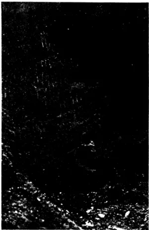 Foto 4. Arenas y gravas de progada- progada-ción deltica (foresets), pertenecientes al antiguo lago proglacial de La Massana, ANDORRA (ver Fig