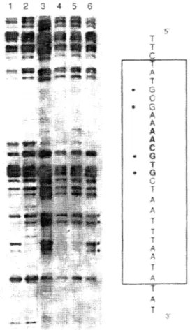 Figura 1.-Footprinting  análisis con Dimetil sulfato  (DMS)  in vitro  (1,2) e  in  vivo  (3-6)  de  un  fragmento  de  DNA  &#34;desnudo&#34;  (1,3)  y  en  presencia  de  una  proteína  específica  de  unión  a  ese  DNA