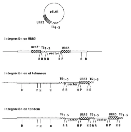 Figura 5.-Vector pEL61  y su integración en los telómeros (Louis y Borts,  1995). 