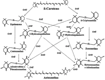 Figura 7.- Relación de las distintas rutas de síntesis de carotenoides secundarios que  actúan  como  intermediarigs,  con  indicación  de  los  genes  implicados  en  la  biosíntesis  y  cada una de  sus  funciones