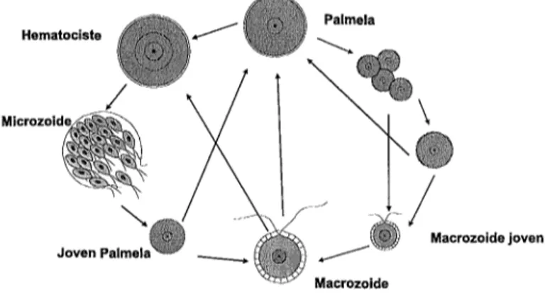 Figura 2.- Ciclo vital  de  Haematococcus pluvialis  (Elliot,  1934) 