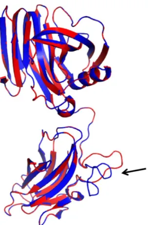 Figure 7.  Ribbon representation. Ribbon diagram corresponding to the prediction of the tertiary structure  of XynA3 (blue) using the Swiss-Model program superimposed with the prediction of the tertiary structure  of the 1,4-beta-xylanase from P