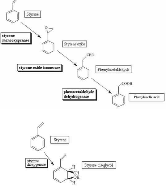 Figure 4. Two major pathways of bacterial styrene degradation: oxidation of the vinyl side-chain and a direct attack on the aromatic nucleus.