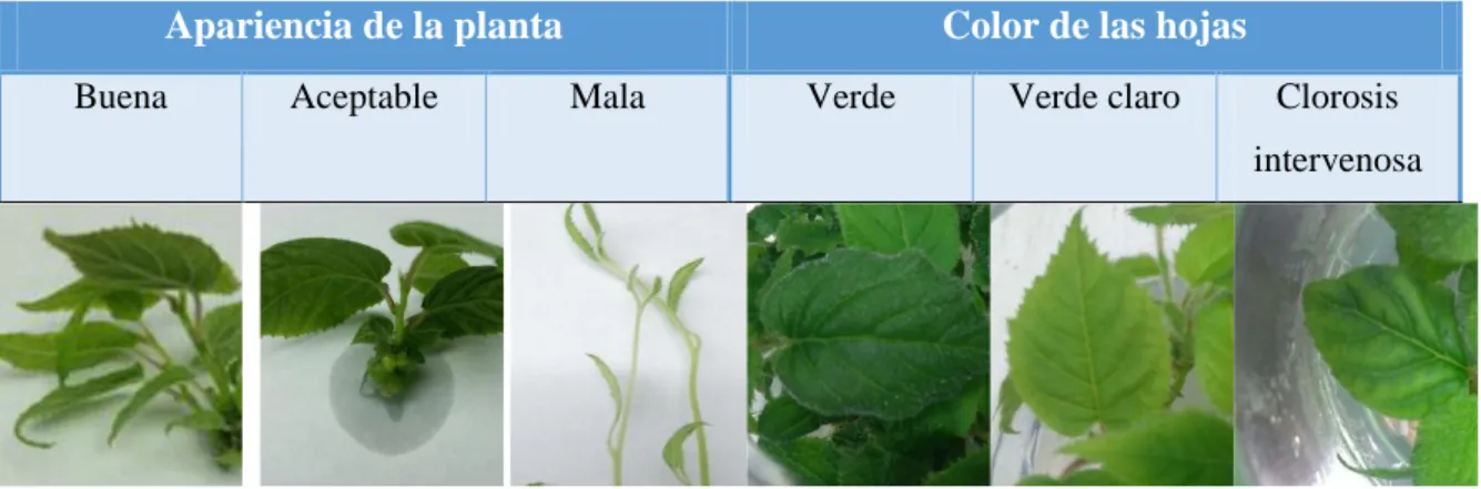 Tabla 3. Apariencia general y color de las hojas que pueden presentar las plantas de las variedades  Hayward y Tomuri en cada uno de los medios de cultivo ensayados