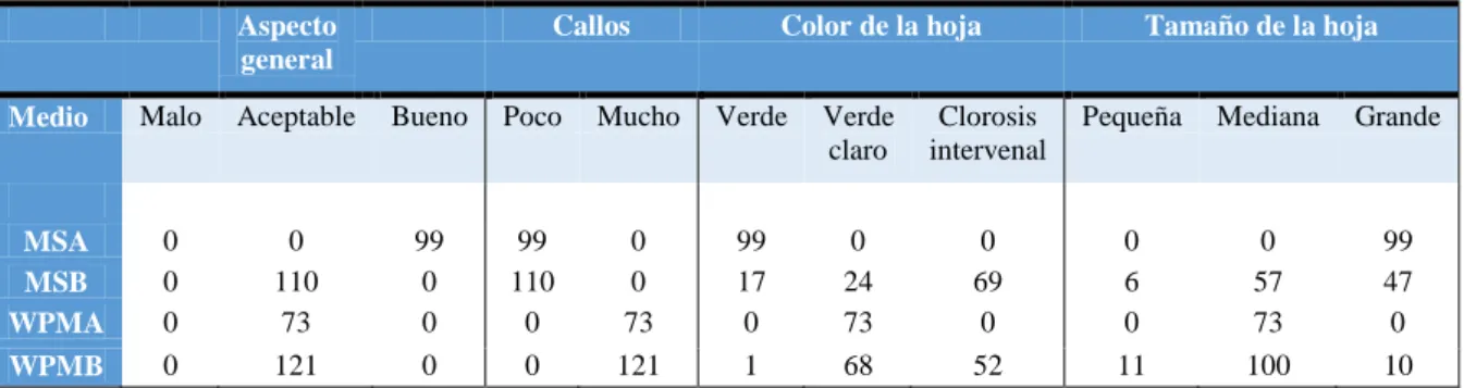 Tabla 8. Parámetros fenotípicos de la variedad Hayward en los medios de cultivo correspondientes  al Ensayo 1