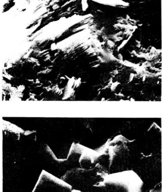 Fig. 1. - Kaolinite crystals (in packets of leaves) co- co-verld by opal. Carrascalino, 2.500 x.
