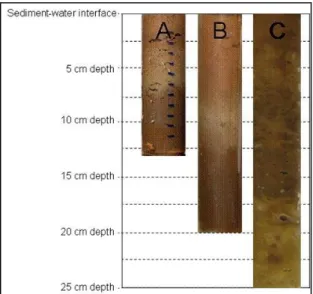 Figure 5-3. Sediment cores taken from the Sloman Reservoir in the Loa River.  A: 