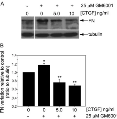 FIGURE 2. CTGF decreases the amount of fibronectin in 3T3 cells treated with GM-6001. A, fibroblasts were incubated for 24 h with different  concen-trations of CTGF in serum-free medium in the presence of 25 ␮ M GM-6001.