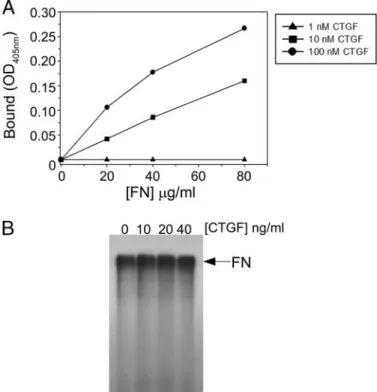 FIGURE 5. CTGF interacts with fibronectin without degrading it. A, the interaction between CTGF and FN was evaluated using solid phase binding assay as explained under “Experimental Procedures.” The binding analysis was carried out using three concentratio
