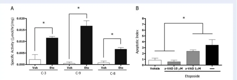 Figure 2 Caspase activation upon etoposide treatment in pubertal rat testes.